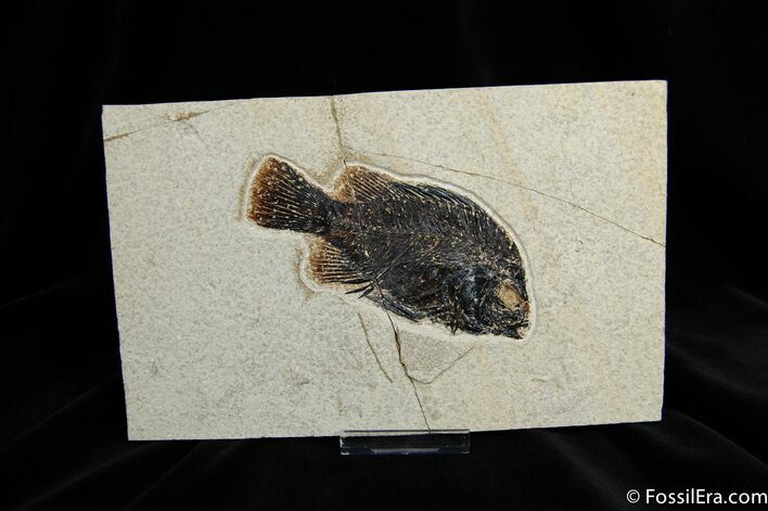 Inch Fossil Priscacara From Inch Layer #276